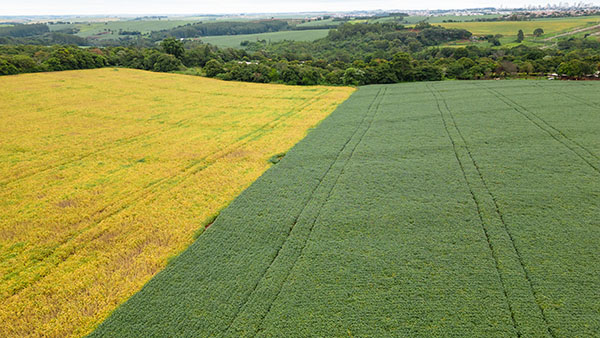 Reforma agrária não é para invasor!